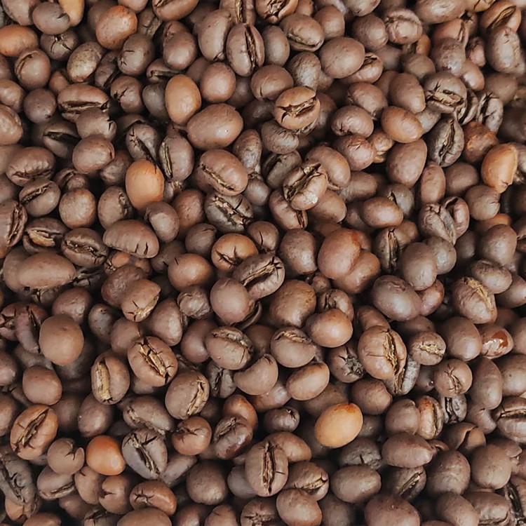 دان قهوه ی پی بی روبوستا=alt